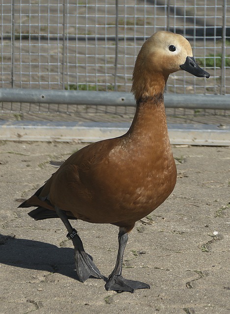 核心